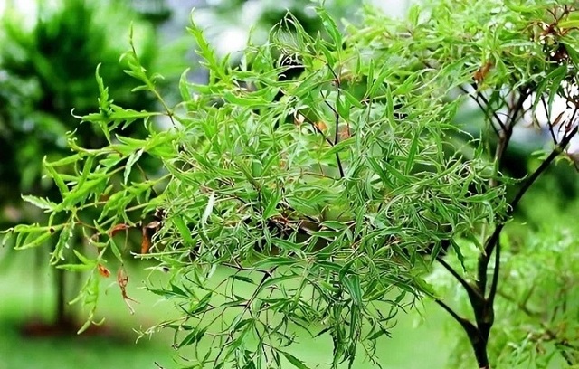 cong-dung-bat-ngo-cua-la-dinh-lang-doi-voi-suc-khoe