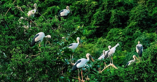 ve-ninh-binh-ngam-co-hac-le-le-bay-rop-troi-o-thung-nham