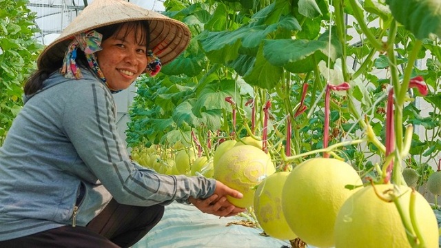 ban-co-biet-mon-dua-luoi-ho-tro-suc-khoe-tieu-hoa-va-he-mien-dich