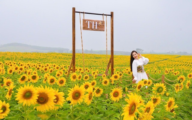 canh-dong-huong-duong-khoi-dau-quy-trinh-khep-kin-cua-th-true-milk