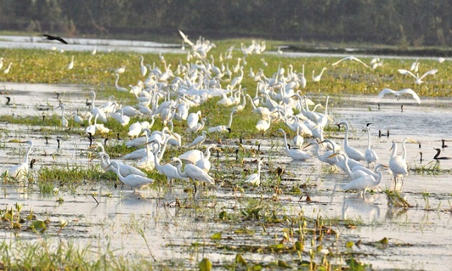 khu-bao-ton-ramsar-lang-sen-the-gioi-xanh-giua-dong-bang