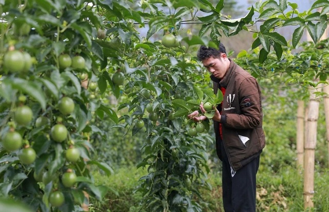 thanh-long-chanh-leo-sau-rieng-xuat-khau-sang-eu-dang-bi-kiem-soat-the-nao
