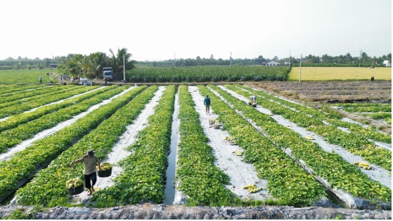 long-an-danh-hon-2-200-ha-keu-goi-2-du-an-nong-nghiep-ung-dung-cong-nghe-cao