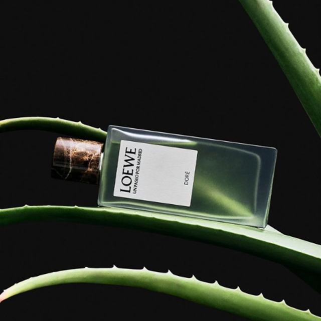 loewe-22-81