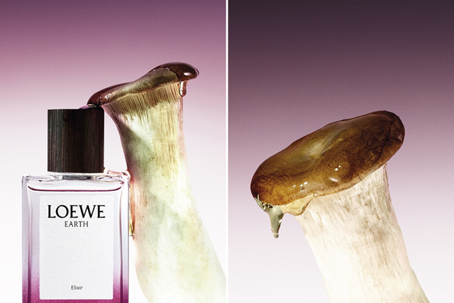 loewe-29-5-3